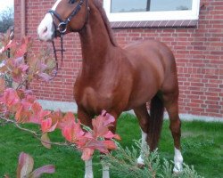 dressage horse His Revelution AF (Hanoverian, 2009, from Hampton)