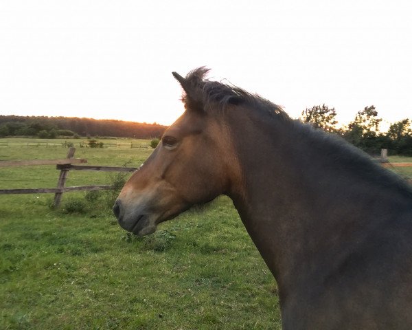 broodmare Jörp vom Sophienhof (Iceland Horse, 2006, from Birtingur vom Sophienhof)