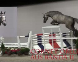 jumper Cornet's Blue (Oldenburg show jumper, 2017, from Cornet Obolensky)