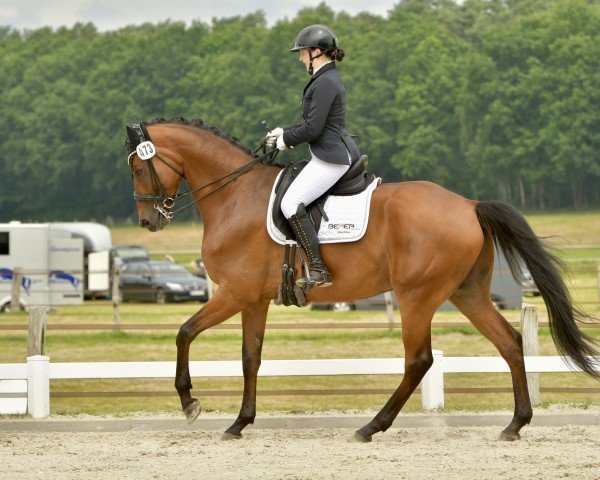 dressage horse Ippolito 6 (Oldenburg, 2018, from Ivanhoe)