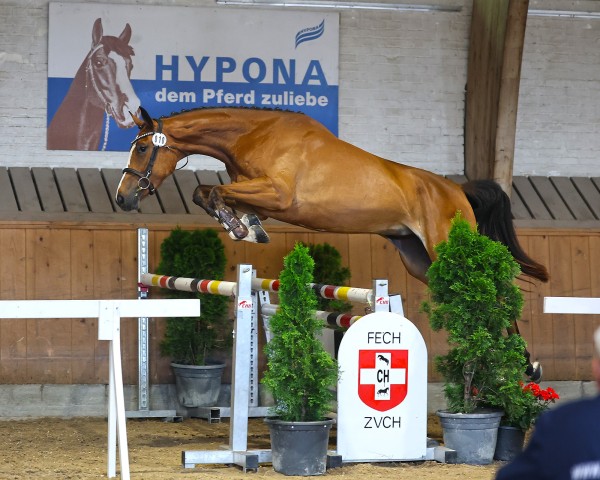 jumper Sushina CH (Swiss Warmblood, 2022, from Limbothello B)