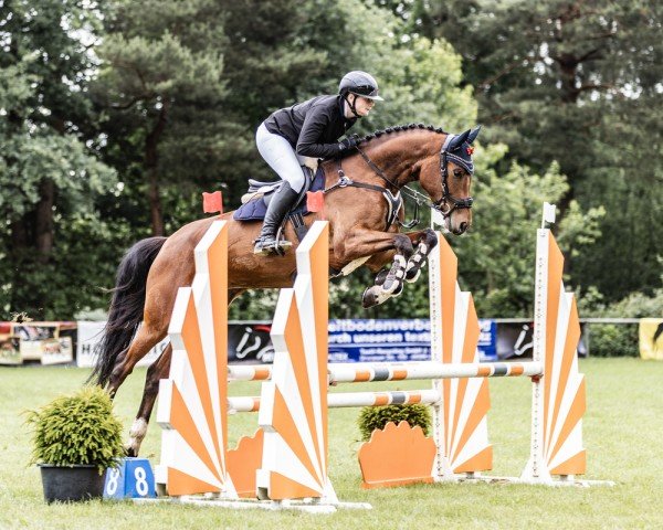 jumper Lia Corada W (Oldenburg show jumper, 2020, from Dia Corrado)