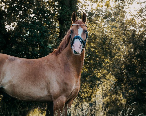 Dressurpferd Küstengold R (Deutsches Reitpony, 2018, von Kastanienhof Cockney Cracker)