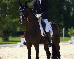 broodmare Lorelai (Hanoverian, 2020, from Le Vivaldi)