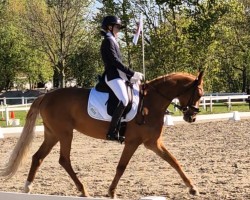 dressage horse NM London Lady (Swiss Warmblood, 2018, from Londonbeat)