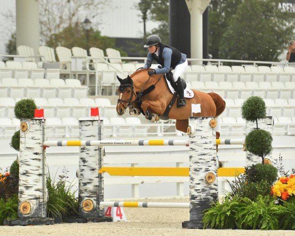 stallion Martini VDL (KWPN (Royal Dutch Sporthorse), 2017, from Zapatero VDL)