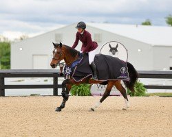 jumper Kupardie (KWPN (Royal Dutch Sporthorse), 2015, from Cidane)