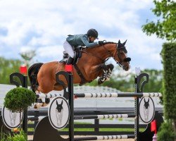 jumper Qilaja van de Helle (Belgian Warmblood, 2016, from Casillas van de Helle)