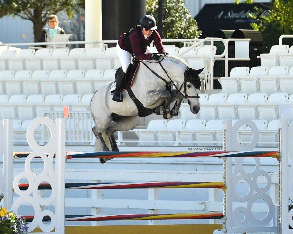 jumper Montevideo VDL (KWPN (Royal Dutch Sporthorse), 2017, from Cornet Obolensky)
