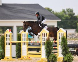 jumper Jazil du Houssoit (Belgium Sporthorse, 2015, from Peppermill)