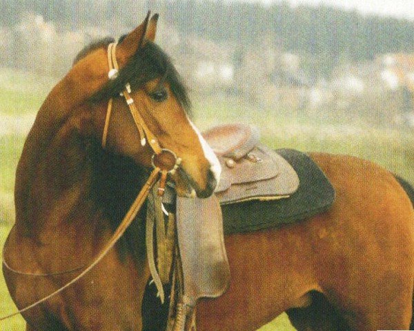 horse Baryt (Arabian, 2000, from Wachlarz ox)