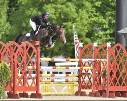jumper Any (Holsteiner, 2008, from Aljano)
