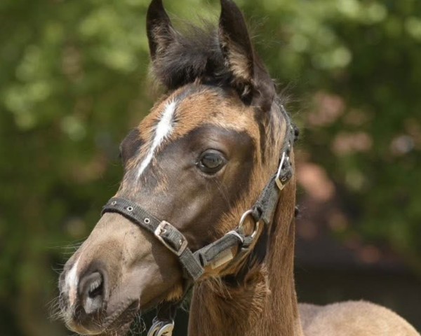 foal by Nelly Rose'S (German Riding Pony, 2025, from Noble Dance NRW)