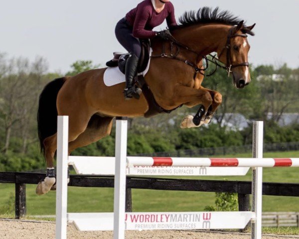 jumper Castello D (Holsteiner, 2010, from Caplan)