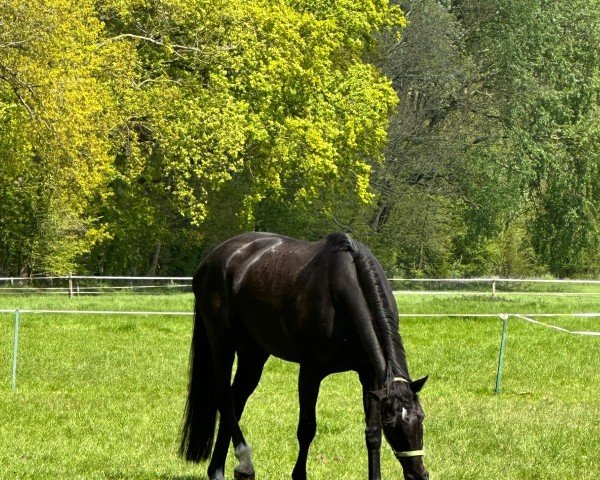 broodmare Pia Potsdam (Westphalian, 2003, from Potsdam)