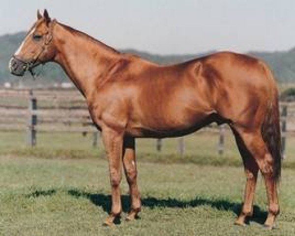 stallion Shahrastani xx (Thoroughbred, 1983, from Nijinsky xx)