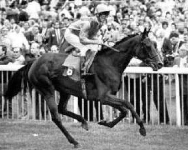 broodmare Rifada xx (Thoroughbred, 1986, from Ela-Mana-Mou xx)