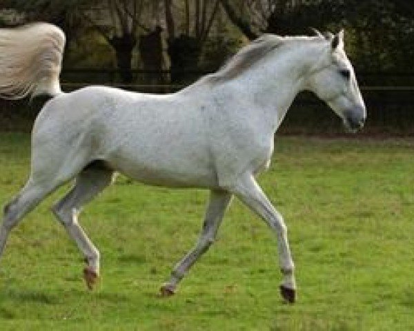 stallion April Night xx (Thoroughbred, 1986, from Kaldoun xx)