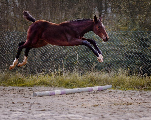 Springpferd Eldorado's Grace (Deutsches Pferd,  , von Eldorado van de Zeshoek)