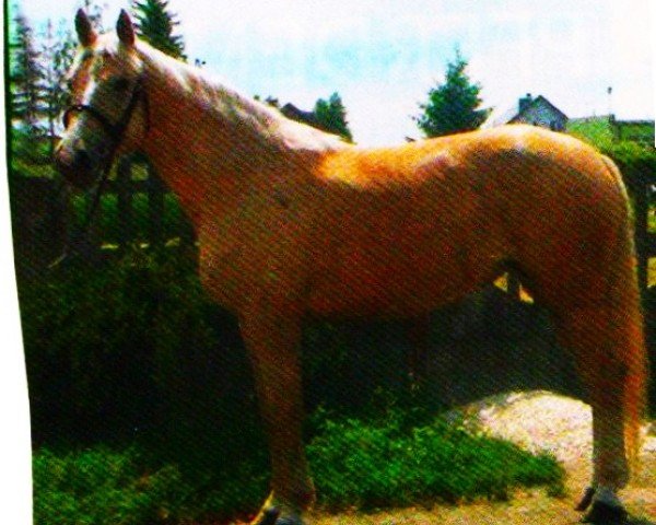 horse Tequila (Great Poland (wielkopolska), 2009, from Bastion)