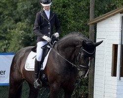 Dressurpferd Donnerhall's Diamond (Hannoveraner, 2012, von Don Bosco)