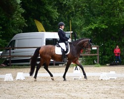 Dressurpferd San Forrest (Mecklenburger, 2008, von San Schufro)