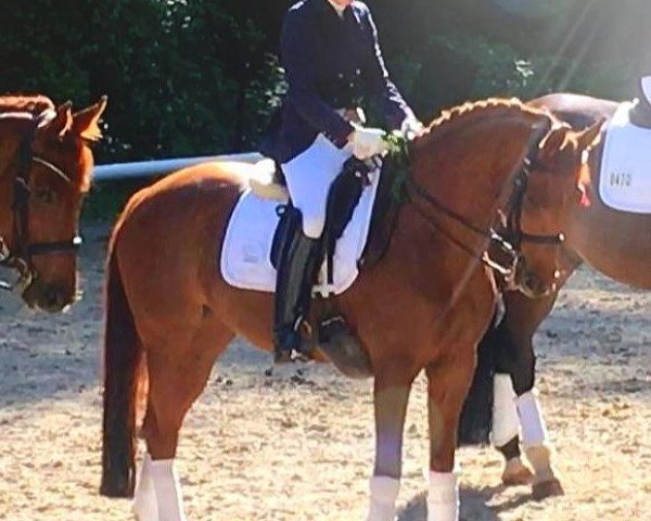 dressage horse Fine Francis 2 (Hanoverian, 2008, from Fidertanz)