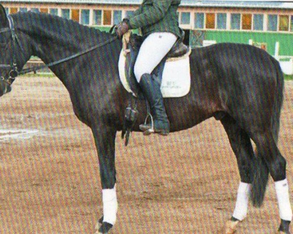jumper Linas (Trakehner, 2015, from Heksteris)