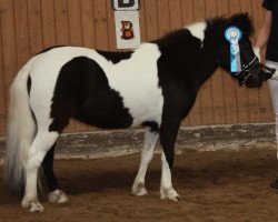 Zuchtstute Bounty (Dt.Part-bred Shetland Pony, 2012, von Lars)