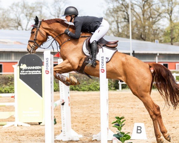 Springpferd Johannis (Holsteiner, 2020, von Jaloubet K VDL)