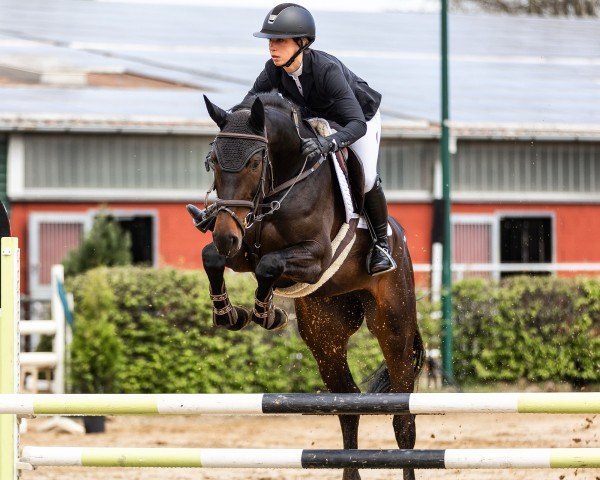 jumper Dia Contina 3 (Hanoverian, 2021, from Diacontinus)