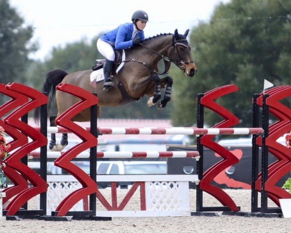 jumper Hailey Ad Z (Zangersheide riding horse, 2009, from Hardrock Z)