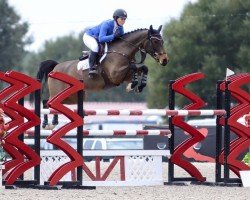 Springpferd Hailey Ad Z (Zangersheide Reitpferd, 2009, von Hardrock Z)