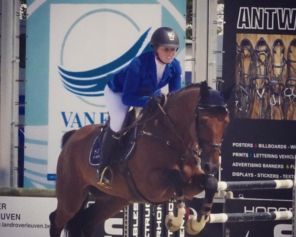 jumper Hipoliet Js (Belgian Warmblood, 2007, from Quidam de Revel)