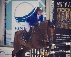 jumper Hipoliet Js (Belgian Warmblood, 2007, from Quidam de Revel)