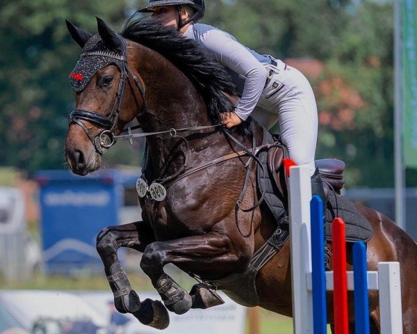 broodmare Celina KH (Holsteiner, 2021, from Central Park 6)