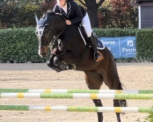 jumper Vacarado (Hanoverian, 2019, from Vagabond)