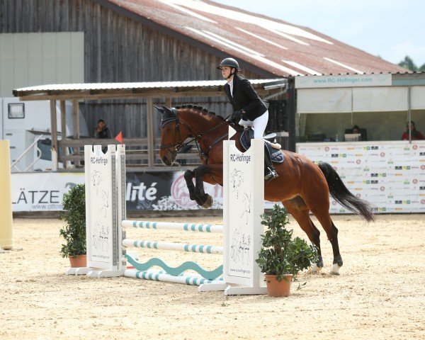 dressage horse Biscaja 13 (Sachs-door. Heavy Warmbl., 2013, from Lexter *)