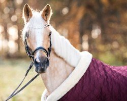 Springpferd Toptaila (Deutsches Reitpony, 2009, von Top Zento)