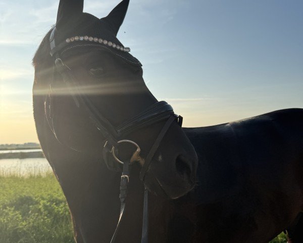 dressage horse Flavour of Fame 2 (Oldenburg, 2018, from Foundation 2)