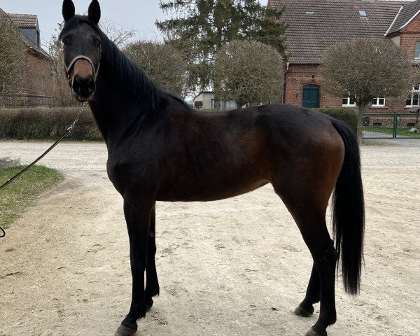 dressage horse Pandora (German Sport Horse, 2021, from El Salvador)