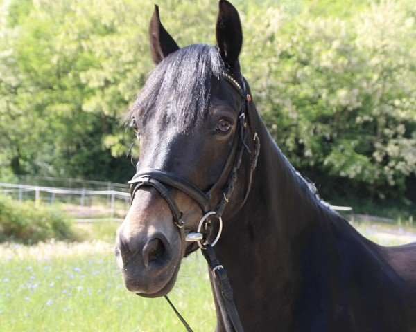 Springpferd Mr. Pride (unbekannt, 2015)