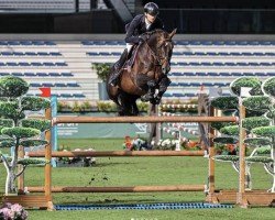 stallion Funky Music Semilly (Selle Français, 2015, from Diamant de Semilly)