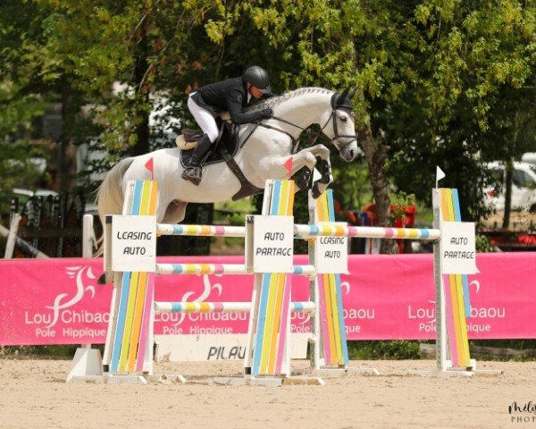 stallion Espri du Figuier AA (Anglo-Arabs, 2014, from Upsilon AA)