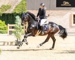 jumper van Gogh 65 (Hanoverian, 2012, from Van Helsing)