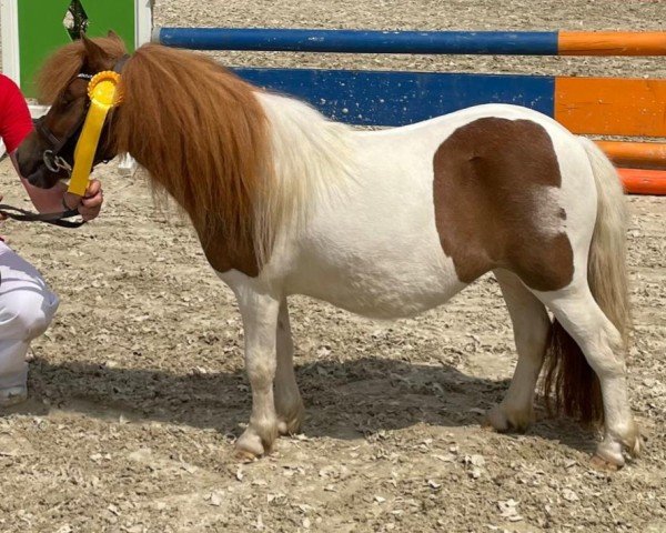 Zuchtstute Eggershoop Hedwig die Eule (Shetland Pony (unter 87 cm), 2020, von Krummhörn`s Elmar)