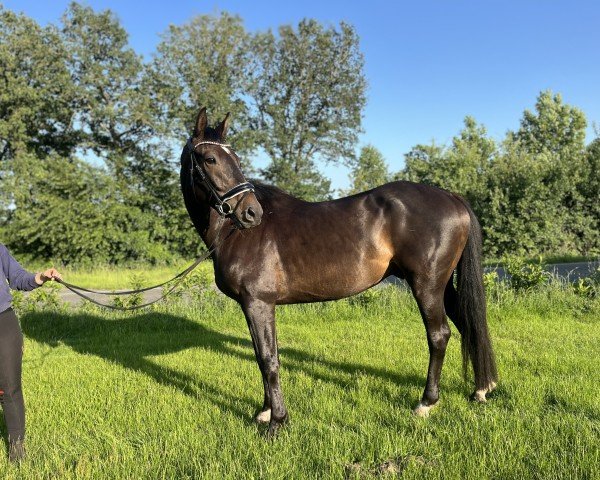 dressage horse Goldjunge (Holsteiner, 2020, from Goldball)