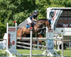 jumper Sugar 179 (Polish Warmblood, 2014, from Vandamme)