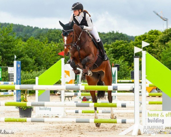 jumper Ageha (Holsteiner, 2017, from Million Dollar)