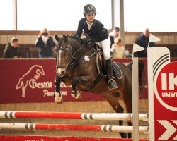 jumper Bram 17 (Pony without race description, 2007)